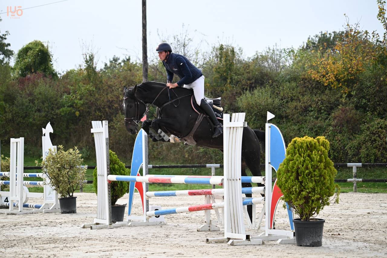 Caballo castrado Zangersheide En venta 2019 Bayo moreno