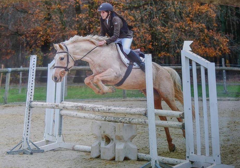 Caballo castrado PFS Poni Françés de Silla En venta 2023 Tobiano