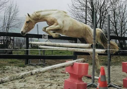 Caballo castrado PFS Poni Françés de Silla En venta 2023 Tobiano