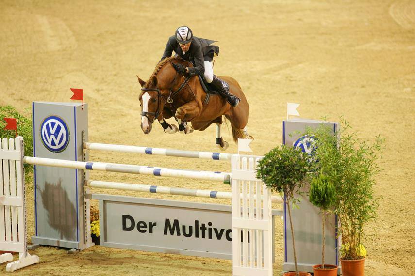 Caballo castrado PFS Poni Françés de Silla En venta 2023 Tobiano