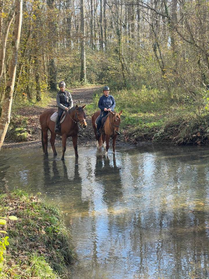 Yegua Otra Raza de Poni En venta 2019 Alazán tostado