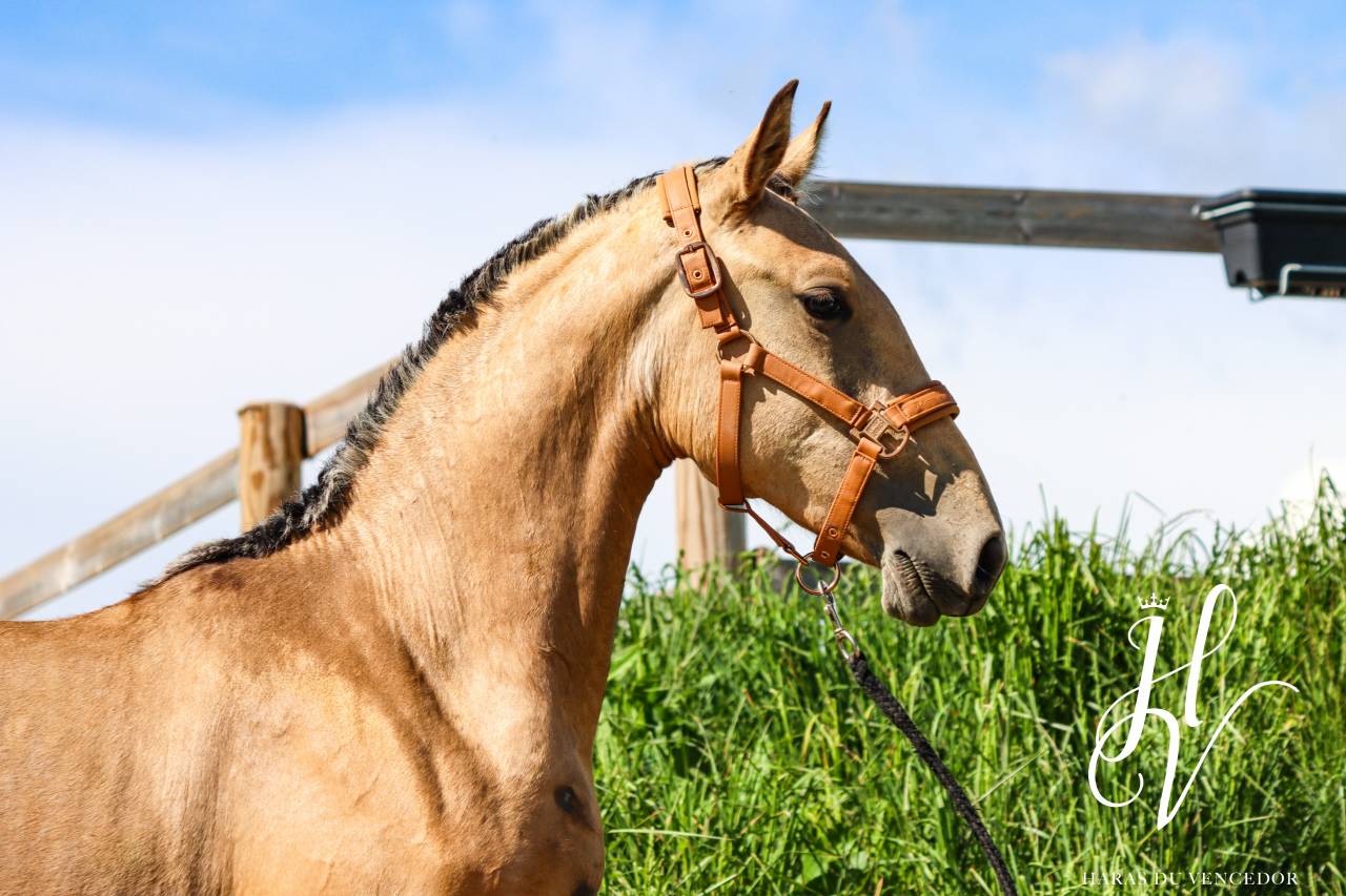 Potranca Lusitano En venta 2023 Isabelo por Miura Des Cais