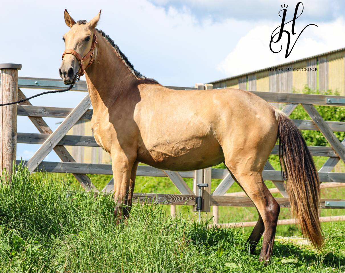 Potranca Lusitano En venta 2023 Isabelo por Miura Des Cais