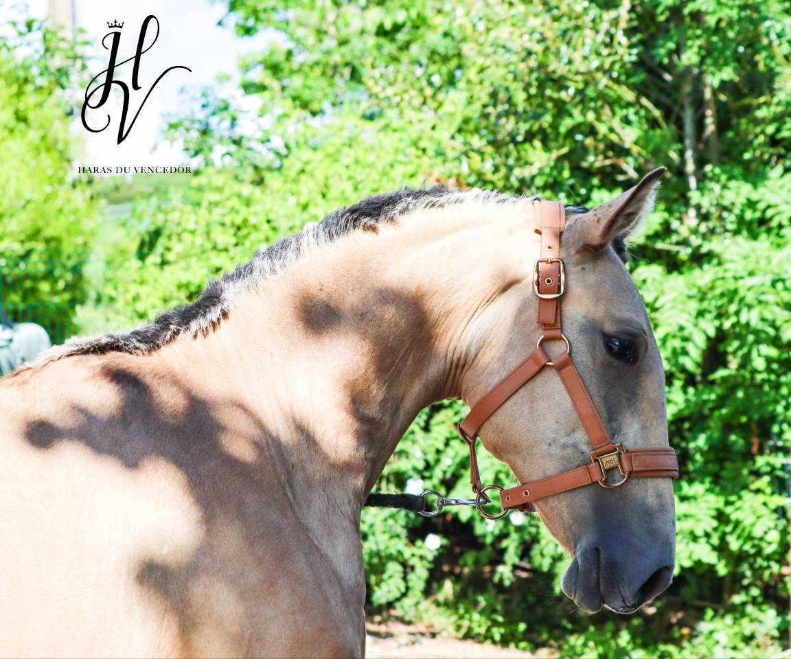 Potranca Lusitano En venta 2023 Isabelo por Miura Des Cais