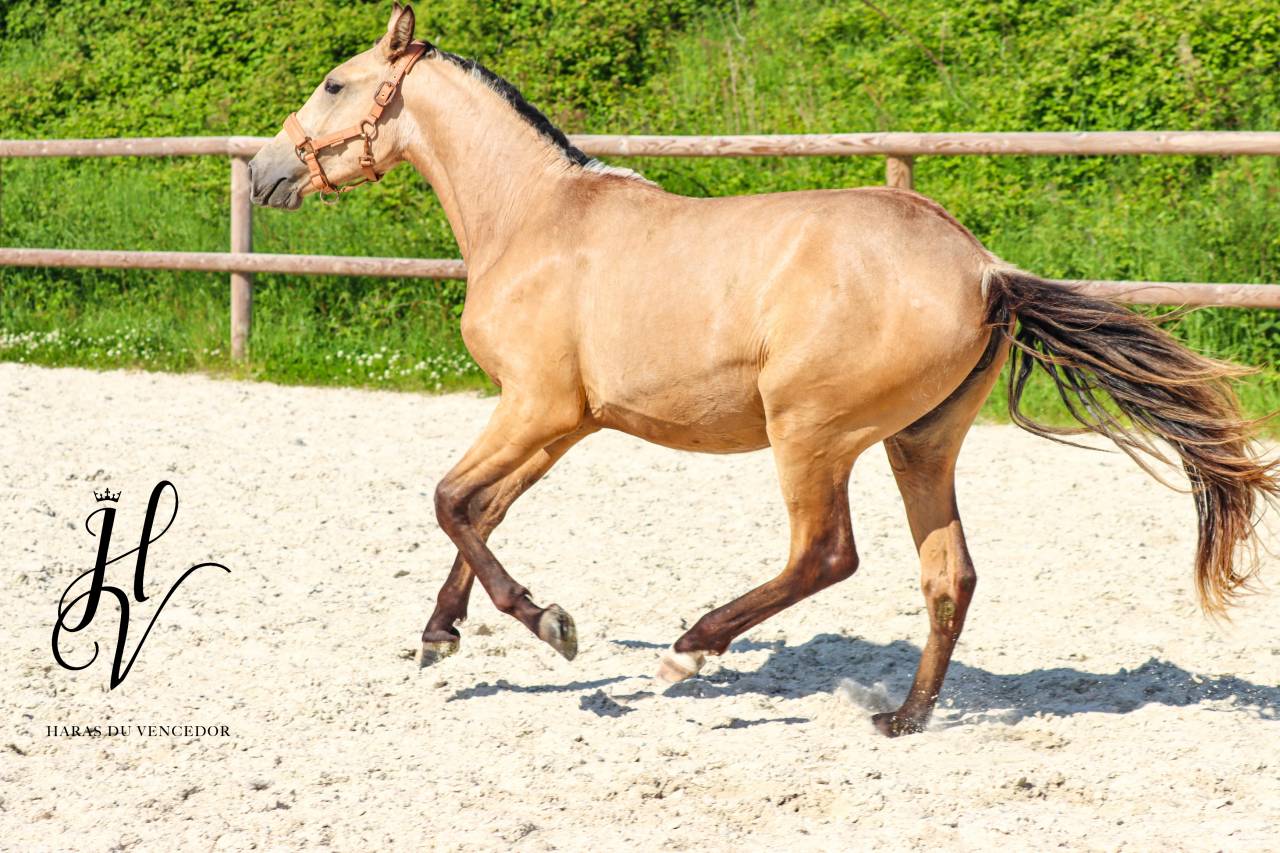 Potranca Lusitano En venta 2023 Isabelo por Miura Des Cais