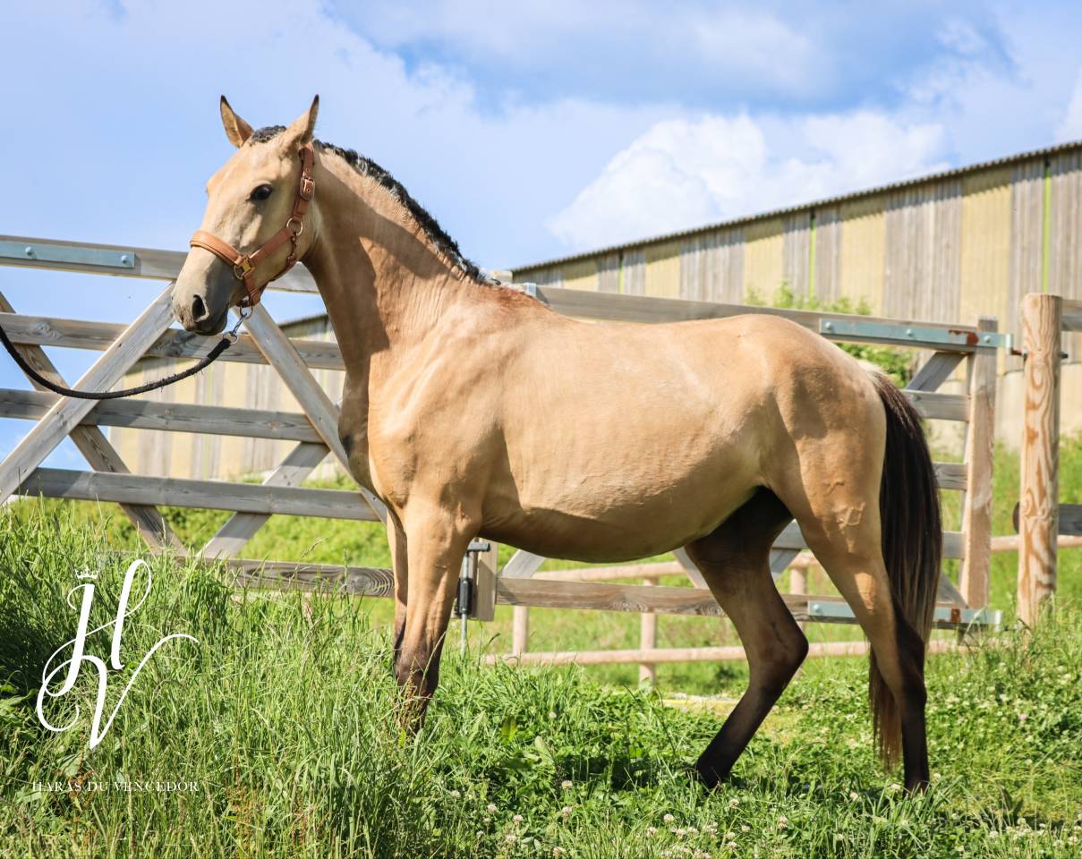 Potranca Lusitano En venta 2023 Isabelo por Miura Des Cais