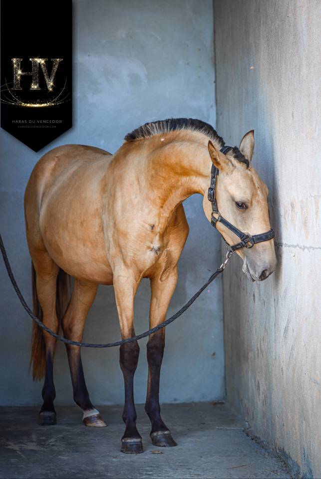 Potranca Lusitano En venta 2023 Isabelo por Miura Des Cais