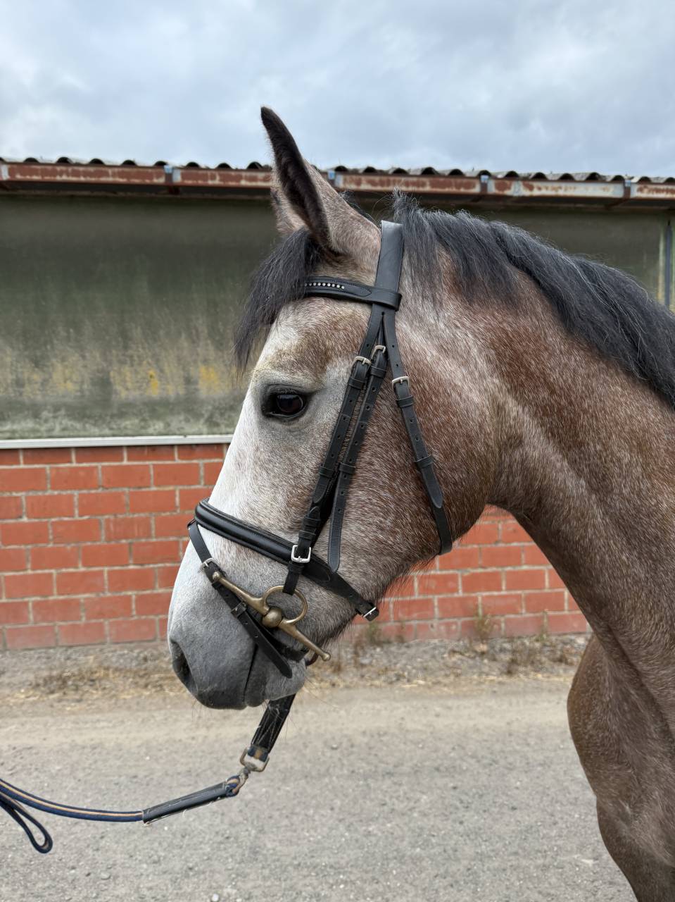 Caballo castrado sBs Caballo de Deporte Belga En venta 2022 Tordo por SISLEY DE LA TOUR VIDAL