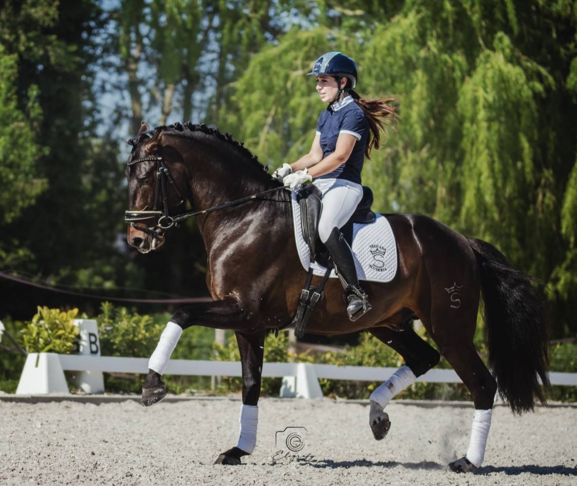 ANTARES DE SCUDERIA  - PRE Pura Raza Española 2020 por Poeta de Susaeta