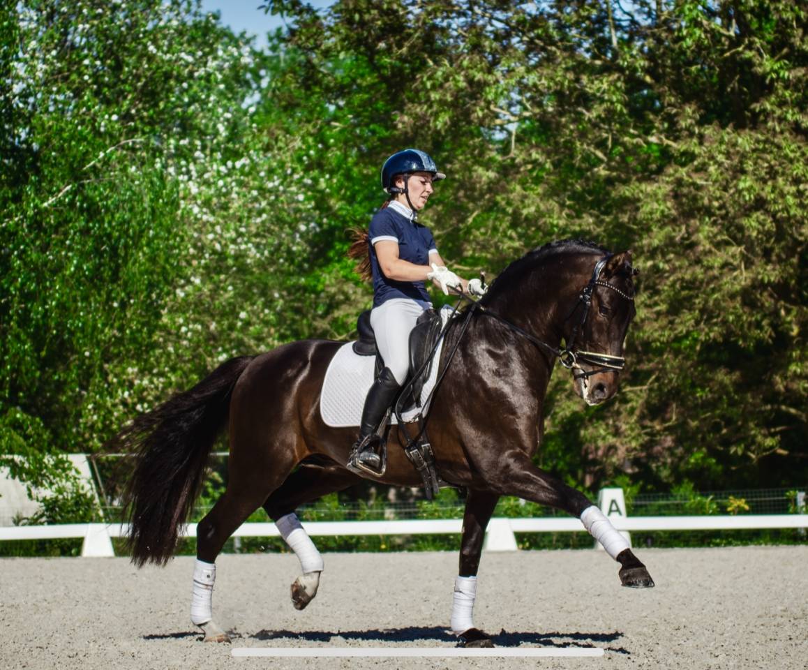 ANTARES DE SCUDERIA  - PRE Pura Raza Española 2020 por Poeta de Susaeta