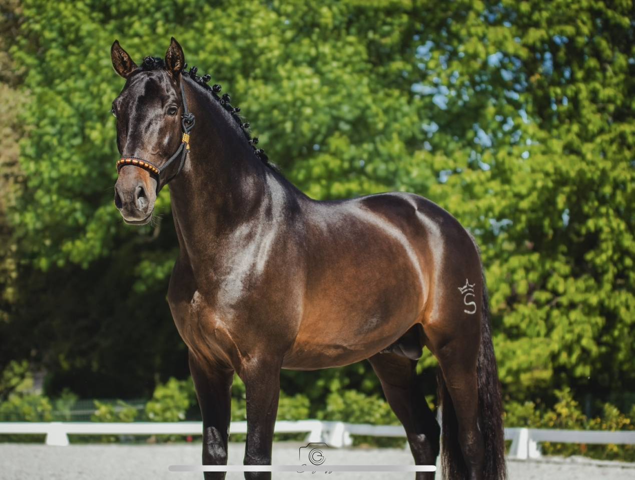 ANTARES DE SCUDERIA  - PRE Pura Raza Española 2020 por Poeta de Susaeta