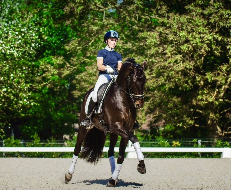 ANTARES DE SCUDERIA  - PRE Pura Raza Española 2020 por Poeta de Susaeta