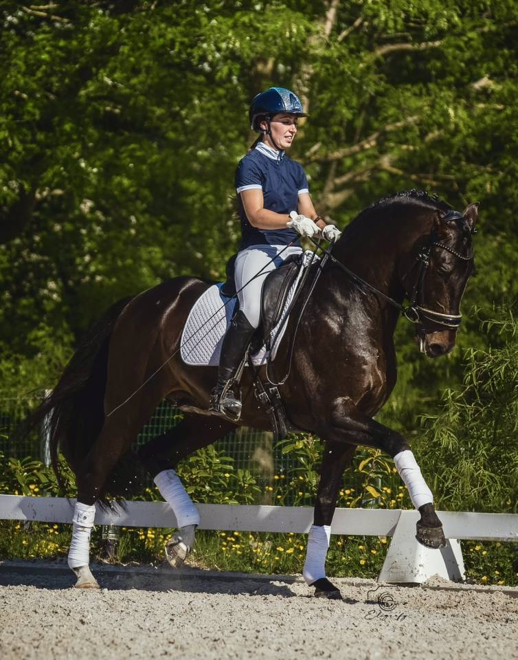 ANTARES DE SCUDERIA  - PRE Pura Raza Española 2020 por Poeta de Susaeta