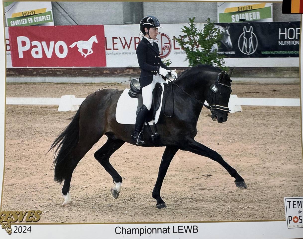 ANTARES DE SCUDERIA  - PRE Pura Raza Española 2020 por Poeta de Susaeta