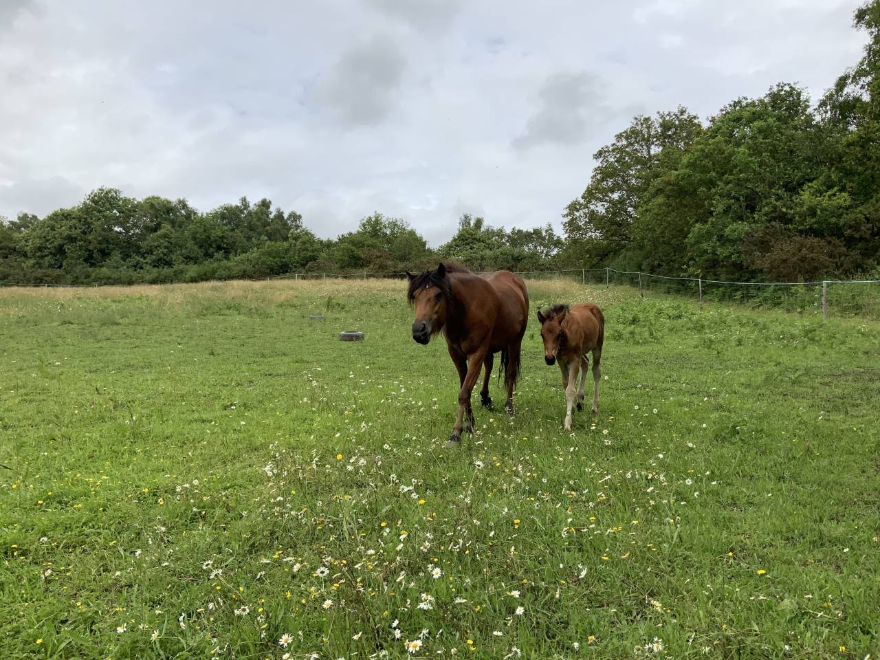 Potro Connemara En venta 2025 Bayo
