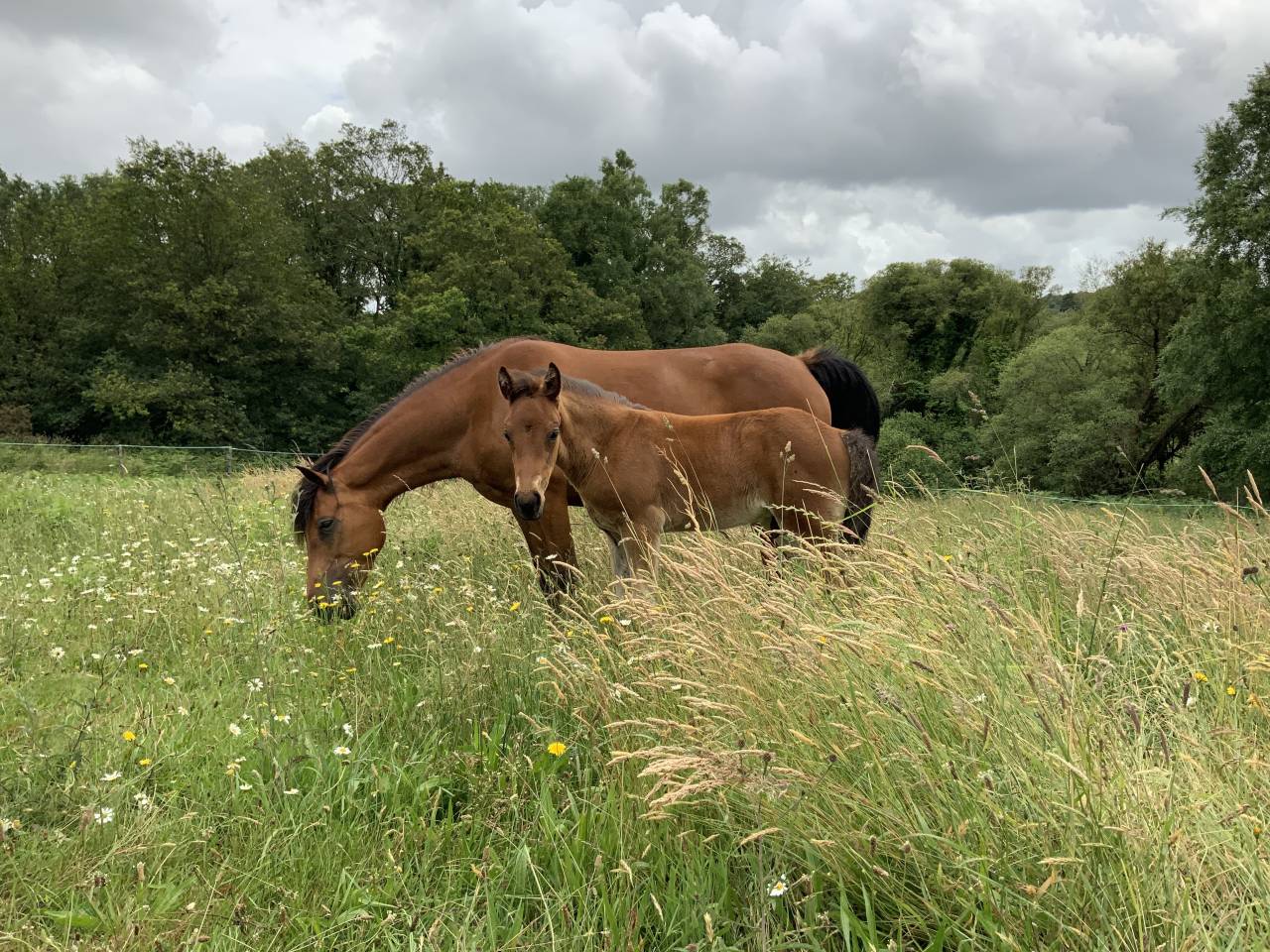 Potro Connemara En venta 2025 Bayo