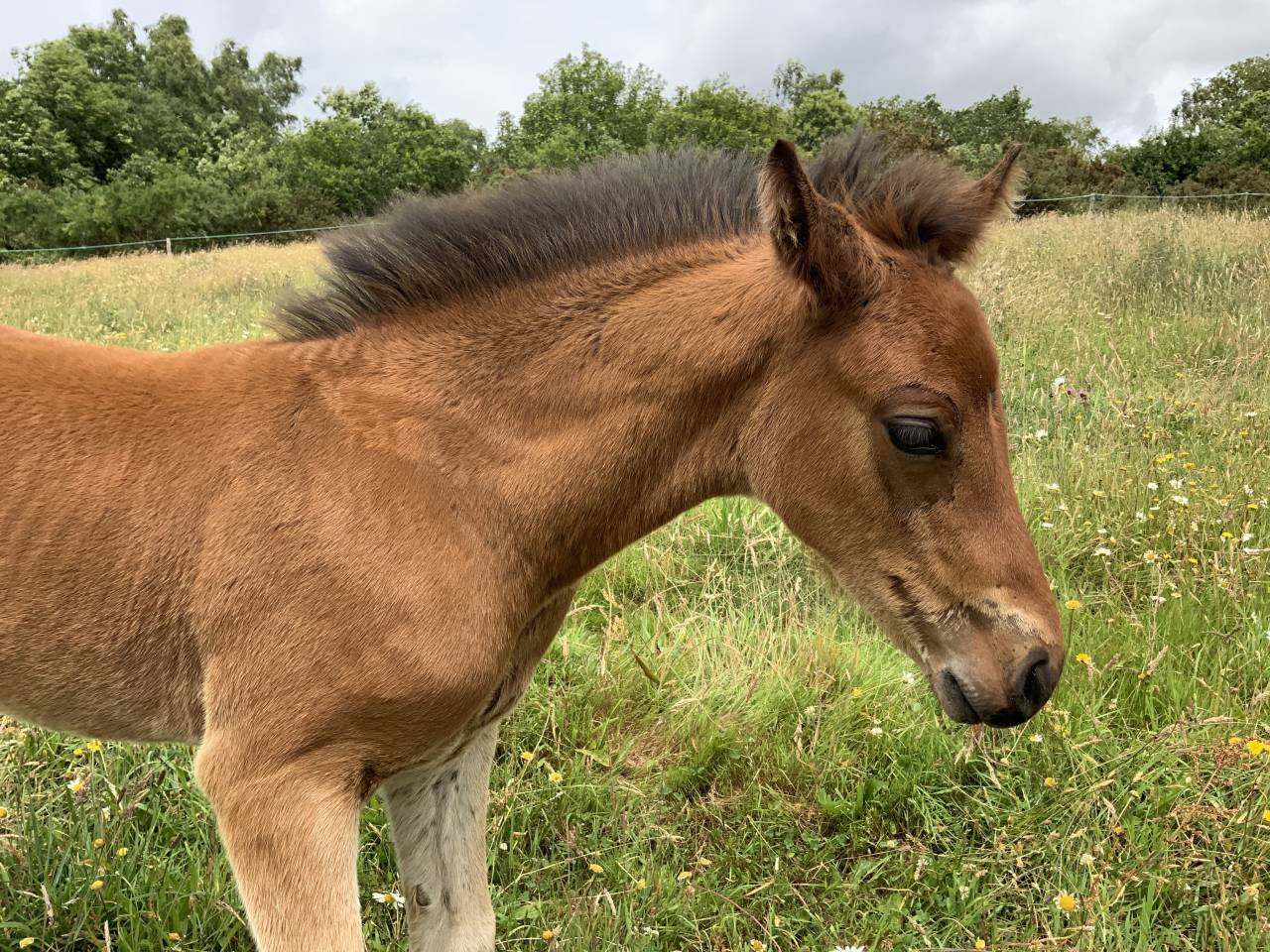 Potro Connemara En venta 2025 Bayo