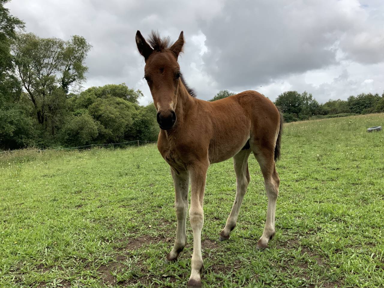 Potro Connemara En venta 2025 Bayo