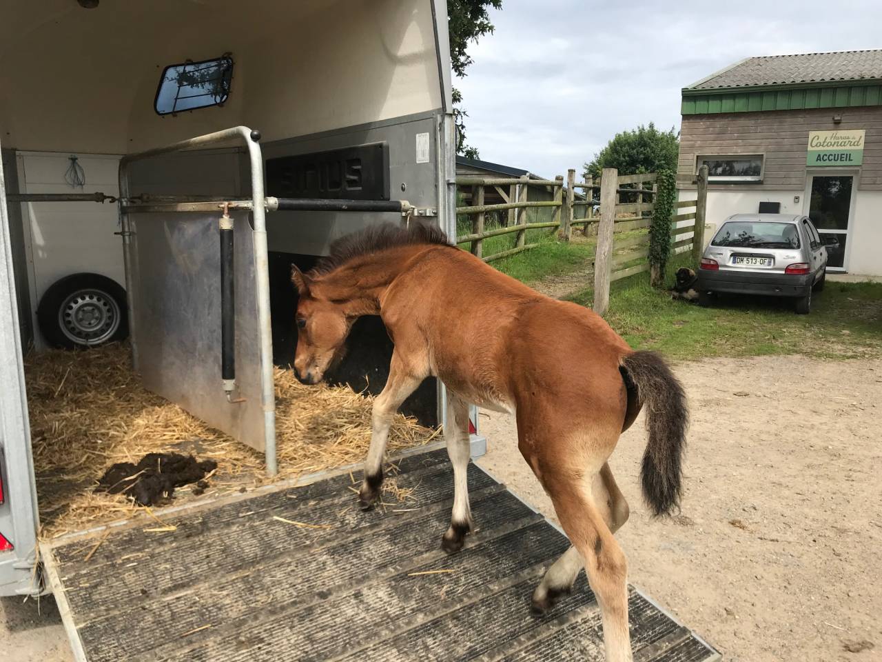 Potro Connemara En venta 2025 Bayo