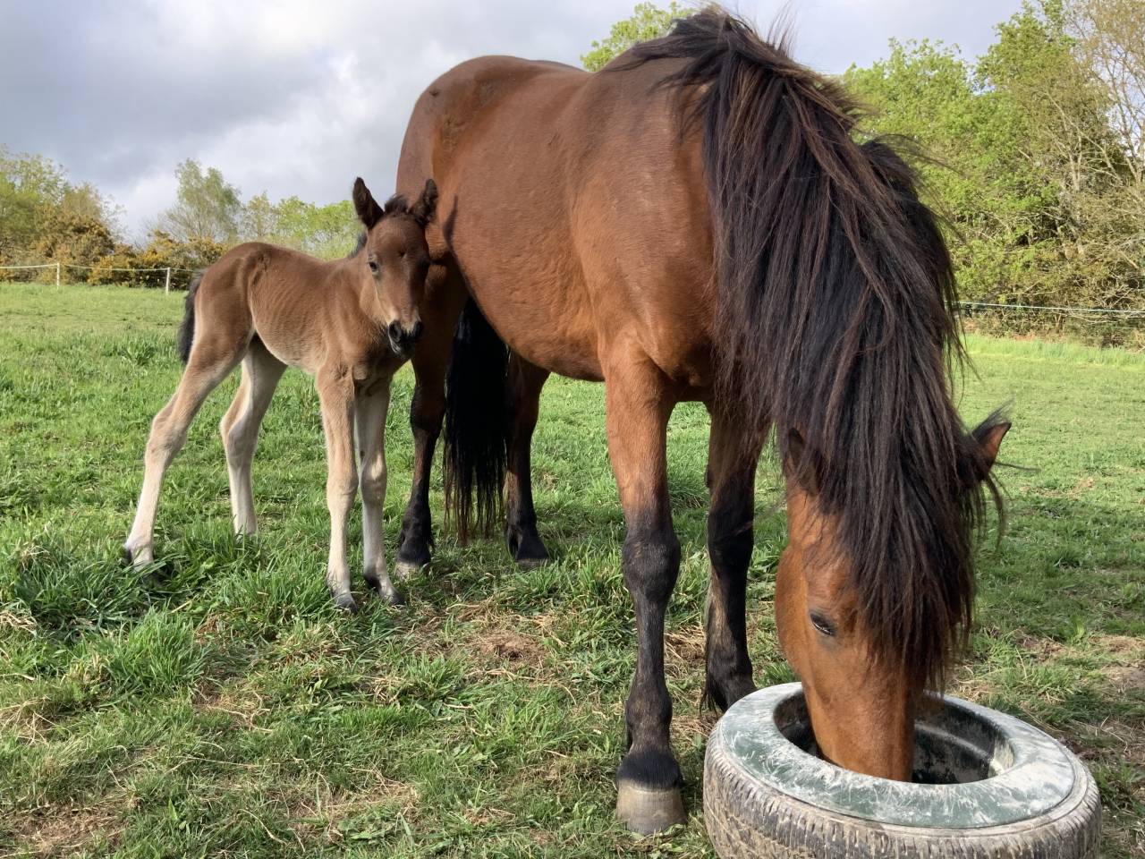 Potro Connemara En venta 2025 Bayo