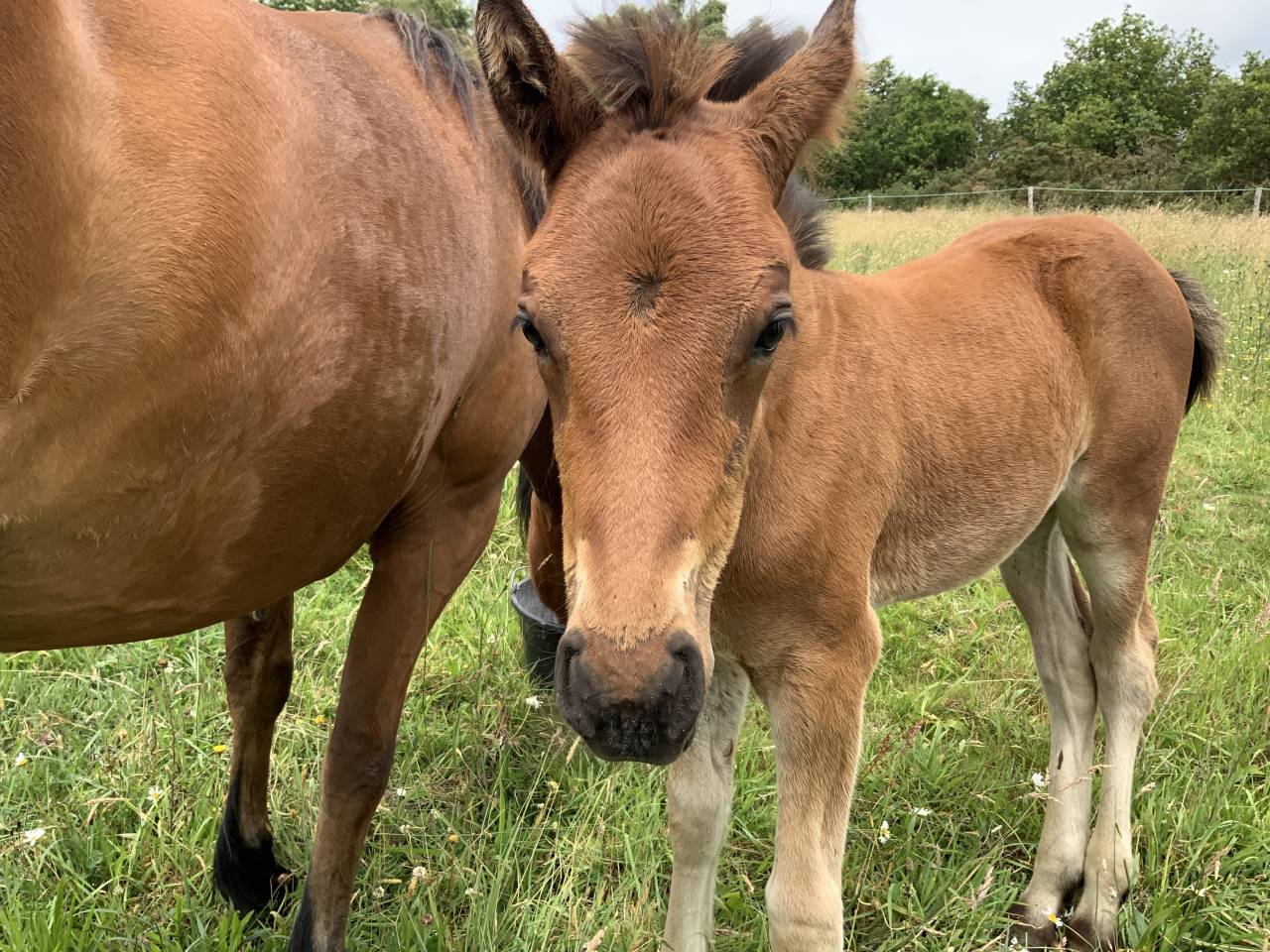 Potro Connemara En venta 2025 Bayo