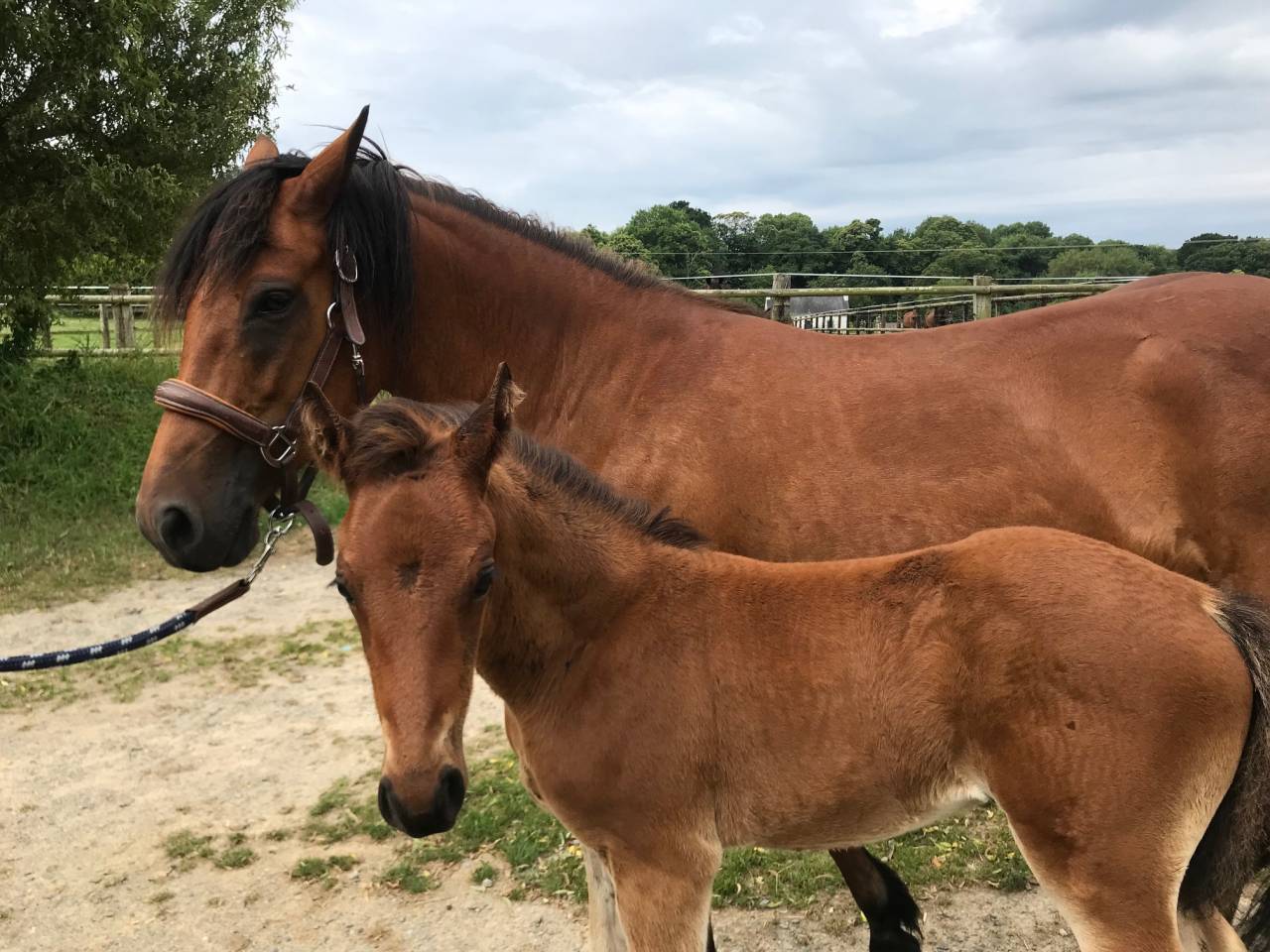 Potro Connemara En venta 2025 Bayo