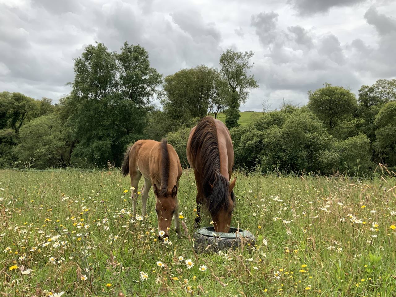 Potro Connemara En venta 2025 Bayo