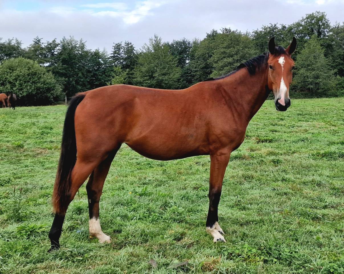 Yegua Silla Francés En venta 2023 Bayo