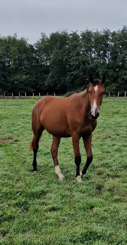 Yegua Silla Francés En venta 2023 Bayo