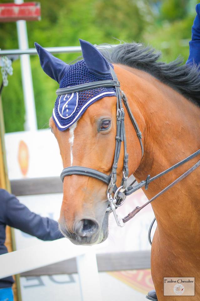 Caballo castrado Silla Francés En venta 2013 Bayo por DIAMANT DE SEMILLY, SFA