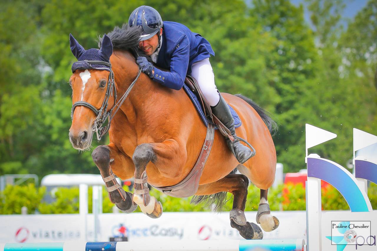 Caballo castrado Silla Francés En venta 2013 Bayo por DIAMANT DE SEMILLY, SFA