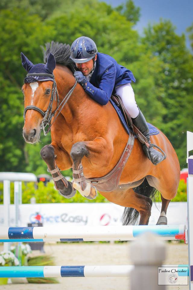 Caballo castrado Silla Francés En venta 2013 Bayo por DIAMANT DE SEMILLY, SFA