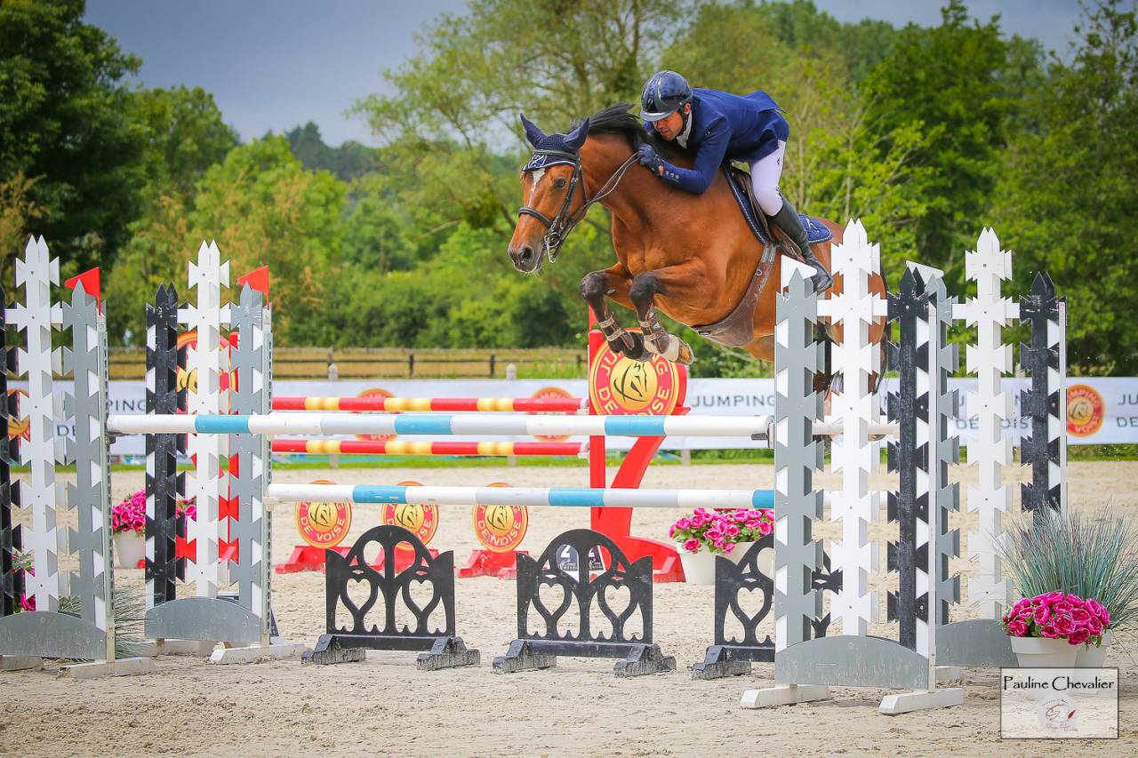 Caballo castrado Silla Francés En venta 2013 Bayo por DIAMANT DE SEMILLY, SFA