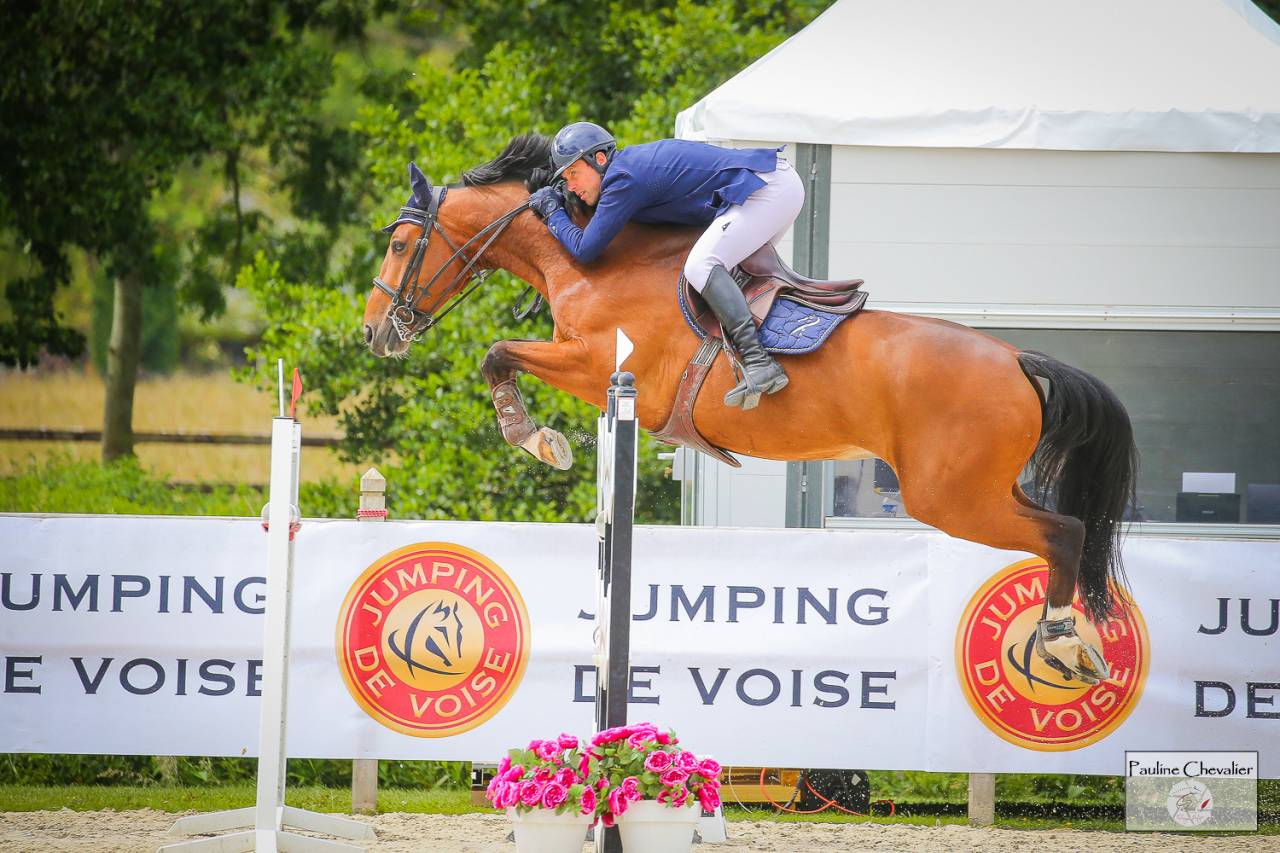 Caballo castrado Silla Francés En venta 2013 Bayo por DIAMANT DE SEMILLY, SFA
