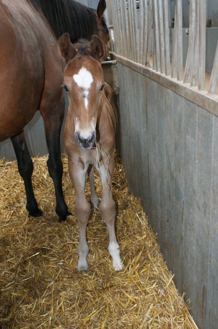 Caballo castrado Silla Francés En venta 2013 Bayo por DIAMANT DE SEMILLY, SFA