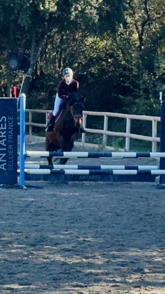 Yegua Origen No Constatado En venta 2010 Bayo