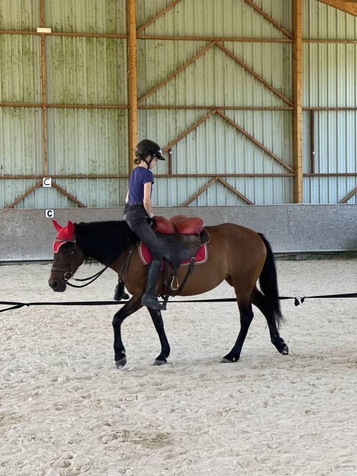 Yegua Origen No Constatado En venta 2010 Bayo