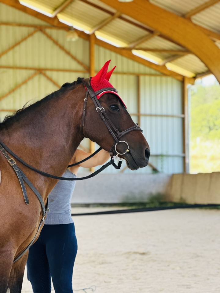 Yegua Origen No Constatado En venta 2010 Bayo