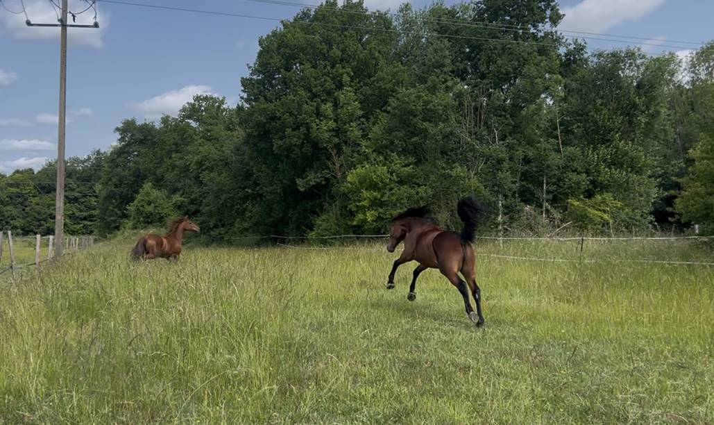 Yegua Trotón Francés En venta 2018 Bayo