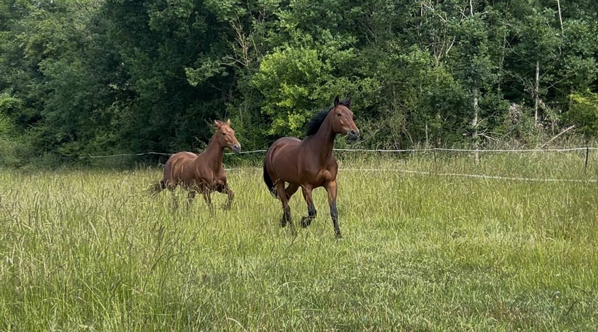 Yegua Trotón Francés En venta 2018 Bayo