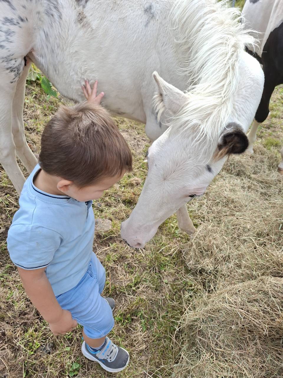 Potro Caballo de Silla En venta 2025 Tovero