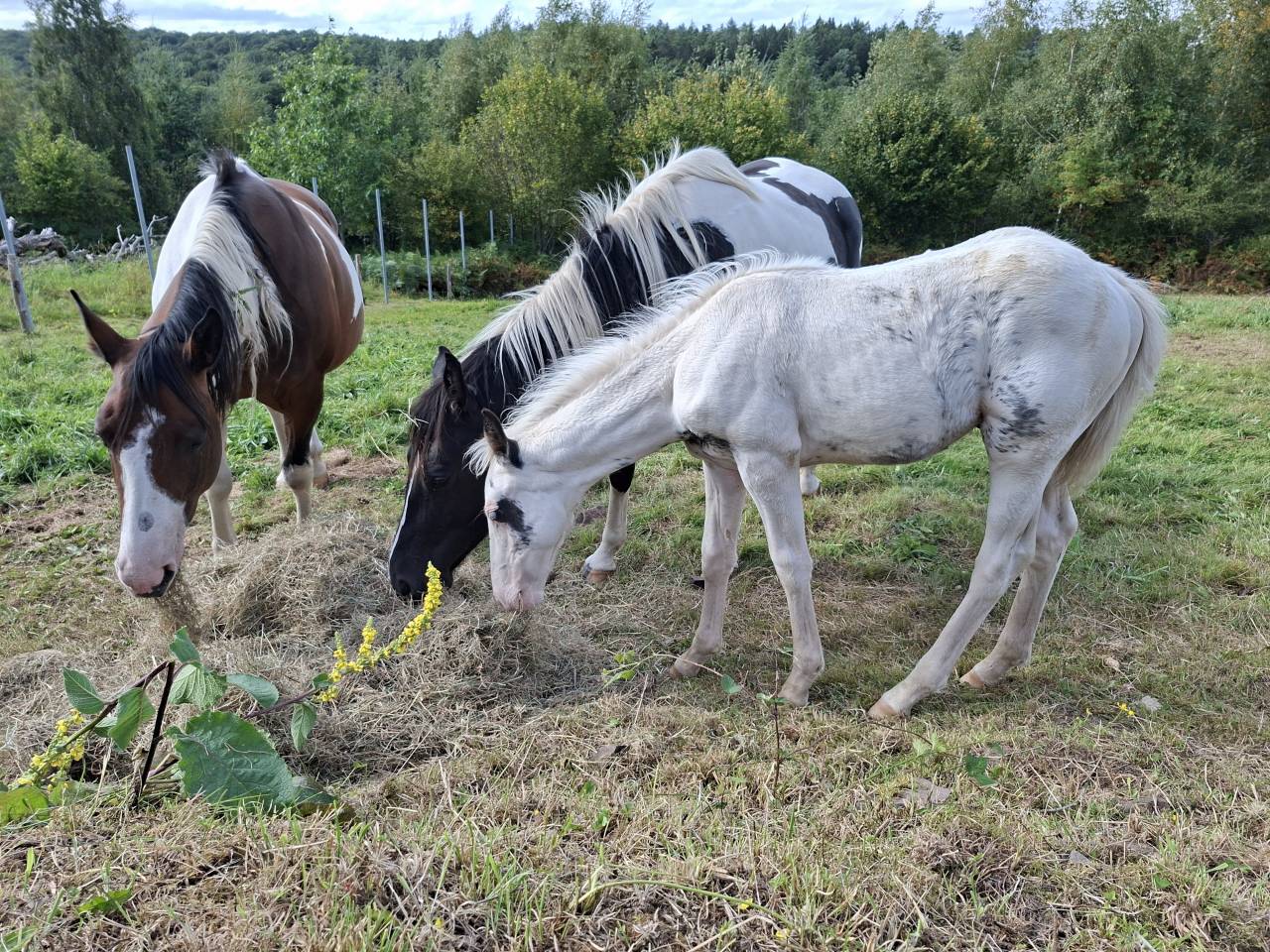 Potro Caballo de Silla En venta 2025 Tovero