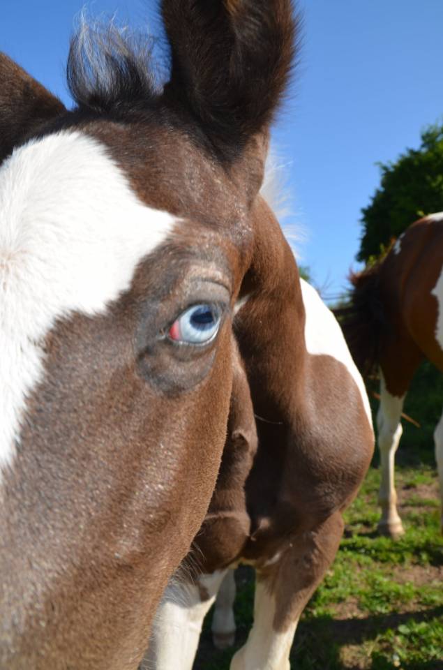 Potro Otra raza de Caballos En venta 2025 Tobiano