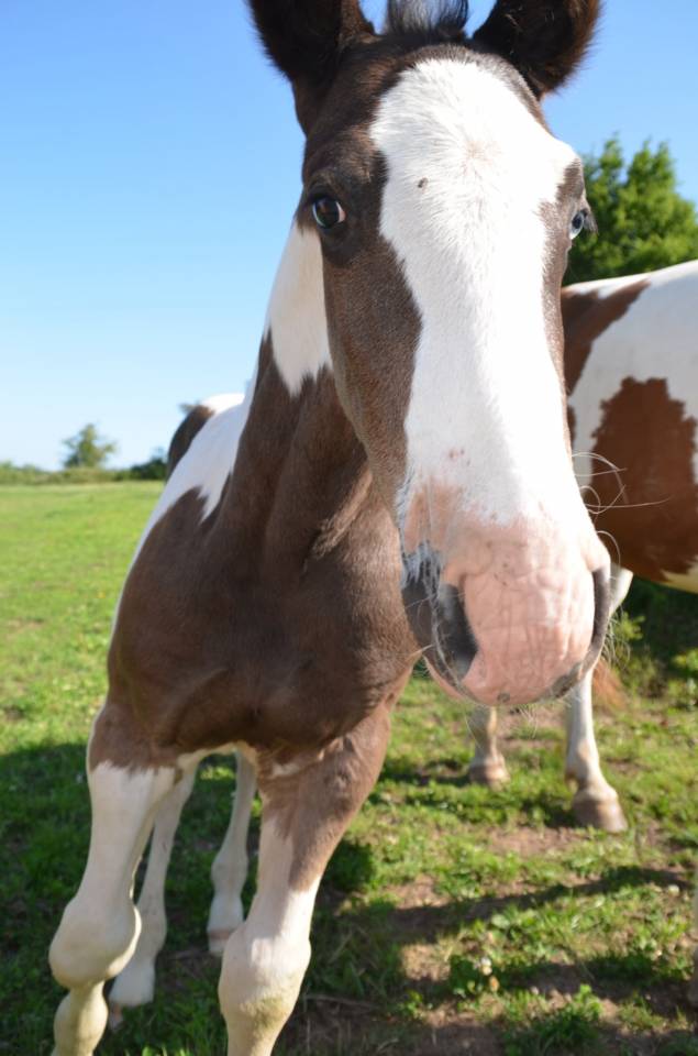 Potro Otra raza de Caballos En venta 2025 Tobiano