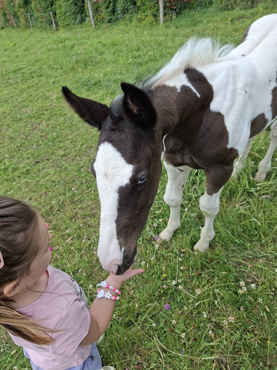 Potro Otra raza de Caballos En venta 2025 Tobiano