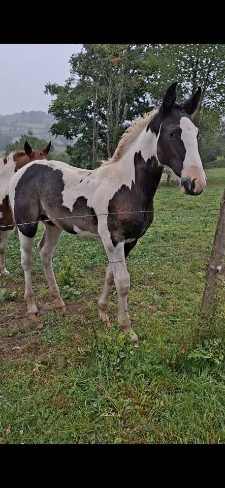 Potro Otra raza de Caballos En venta 2025 Tobiano