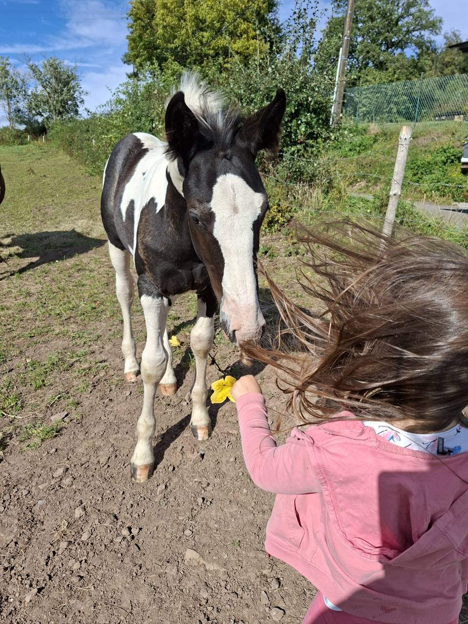 Potro Otra raza de Caballos En venta 2025 Tobiano