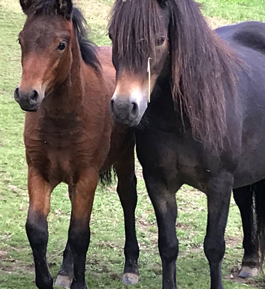 Semental Dartmoor En venta 2024 Bayo