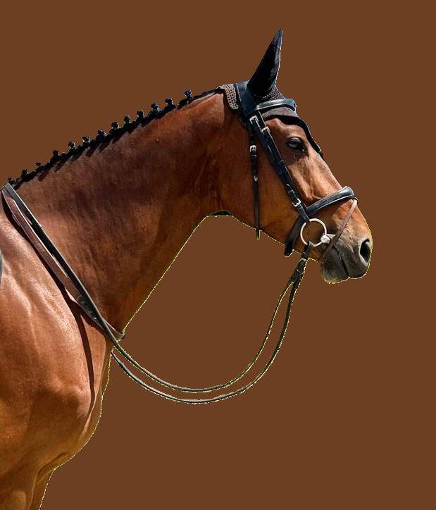 Caballo castrado Silla Francés En venta 2018 Bayo por AMANT DU CHATEAU
