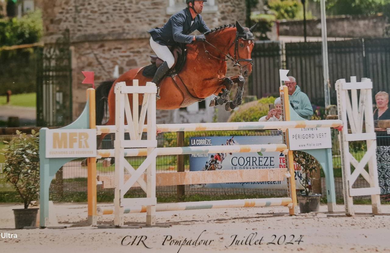 Caballo castrado Silla Francés En venta 2018 Bayo por AMANT DU CHATEAU